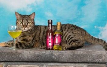 It’s National Drink Wine With Your Cat Week and the Drinks Are On!