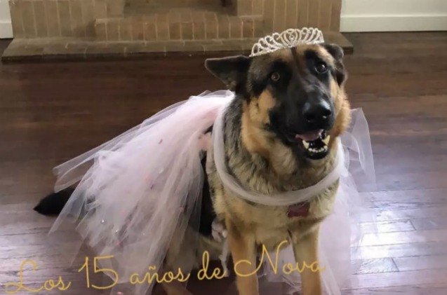 german shepherd 8217 s canine quinceanera makes her the belle of the ball