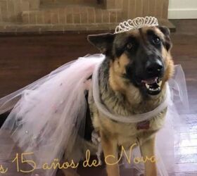 German Shepherd’s Canine Quinceanera Makes Her The Belle Of The Ball