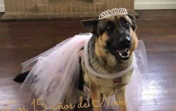 German Shepherd’s Canine Quinceanera Makes Her The Belle Of The Ball