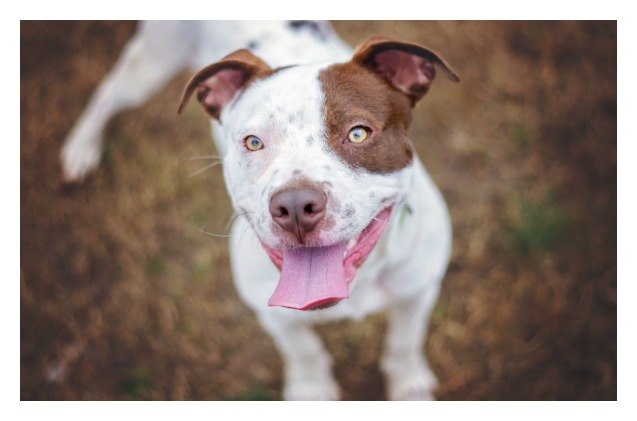 montreal citizens can voice opinion on montreal 8217 s pitbull regulations