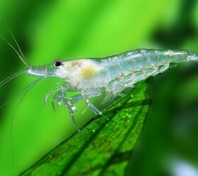Readers’ Picks: Top 12 Live Amano Shrimp Buys