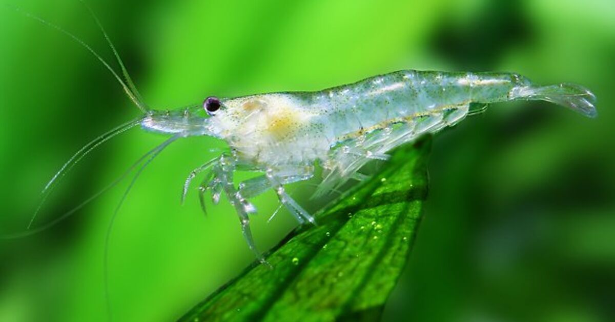 Readers' Picks: The Bestselling Live Shrimp on  - PetGuide