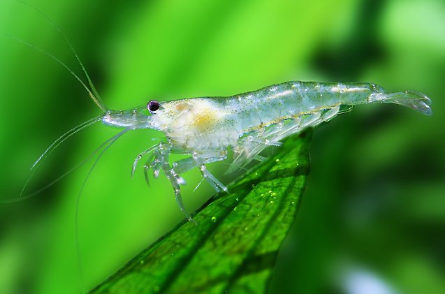 readers picks top 12 live amano shrimp buys