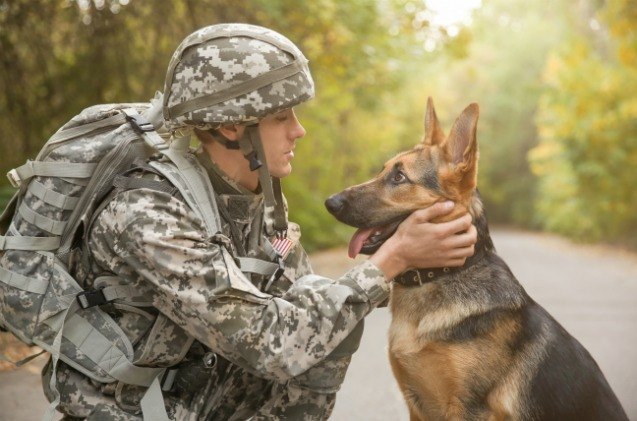 new report shows army 8217 s failure in taking care of heroic canines
