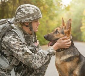 New Report Shows Army’s Failure In Taking Care Of Heroic Canines