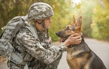New Report Shows Army’s Failure In Taking Care Of Heroic Canines