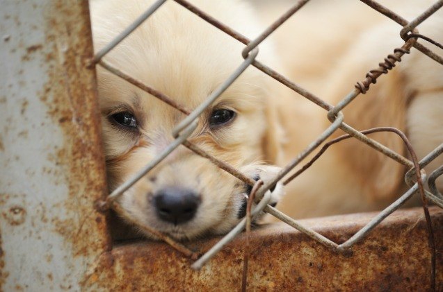 trump administration allows puppy mills 8217 violations to be kept private