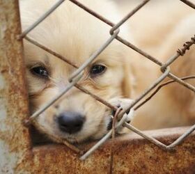 Trump Administration Allows Puppy Mills’ Violations To Be Kept Priva