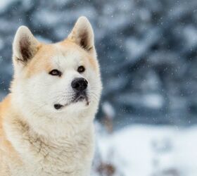 Google Japan’s Street View Has Gone To The Dogs [Video] | PetGuide