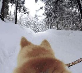 Google Japan’s Street View Has Gone To The Dogs [Video] | PetGuide