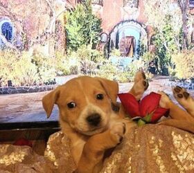 “Bachelor” Puppies Ask If You’re The One? [Video]