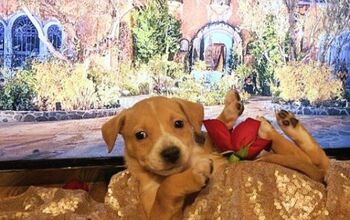 “Bachelor” Puppies Ask If You’re The One? [Video]