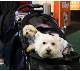 2018 global pet expo day 3 thats a wrap