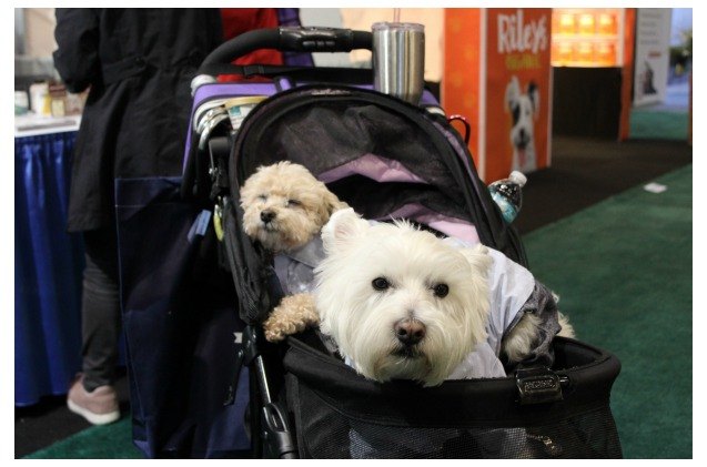 2018 global pet expo day 3 thats a wrap