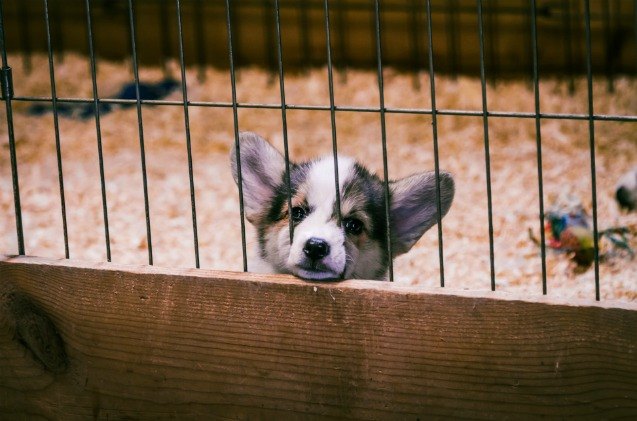 maryland legislature prohibits pet stores selling 8216 puppy mill 8217 pets