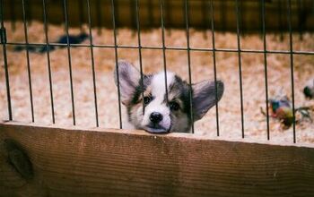 Maryland Legislature Prohibits Pet Stores Selling ‘Puppy Mill’ Pet