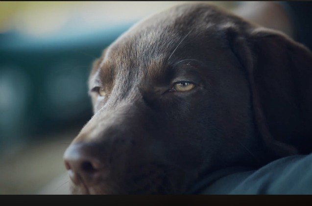 pet parent 8217 s story of his best friend has cutting onions video