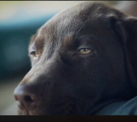 Pet Parent’s Story Of His Best Friend Has Cutting Onions [Video]