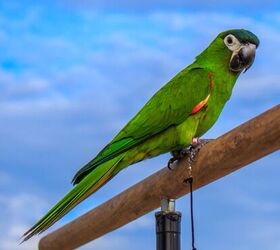 Small hot sale macaw parrot