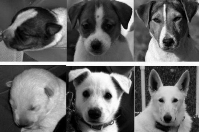 study puppies 8217 cuteness peaks at eight weeks video