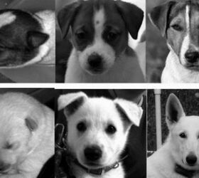 Study: Puppies’ Cuteness Peaks At Eight-Weeks [Video]