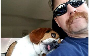 Beagle’s Freedom Ride Gratitude Goes Viral