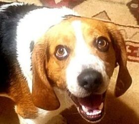 beagles freedom ride gratitude goes viral