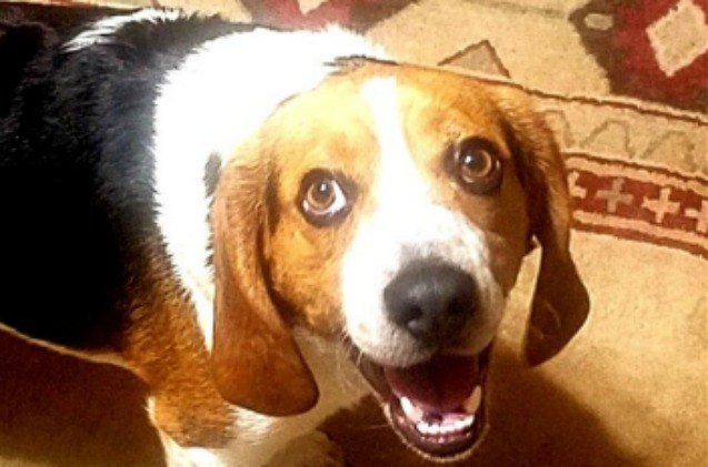 beagles freedom ride gratitude goes viral