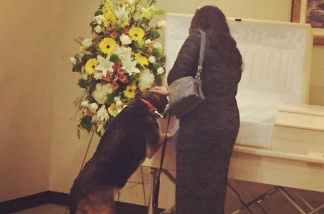dog 8217 s final tribute to her master shows loyalty to the end