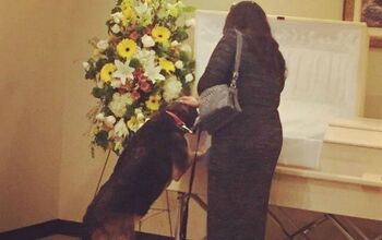 Dog’s Final Tribute To Her Master Shows Loyalty To The End