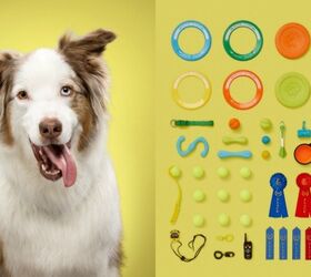 “A Dog’s Life” Shows Dogs’ Worlds Based On Their Favorite Stuf