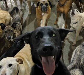 Doggie Daycare Selfie Goes Viral