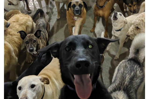 doggie daycare selfie goes viral