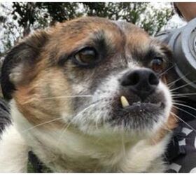 Lost Dogs Rescued From Lava On Hawaii’s Big Island PetGuide(02)