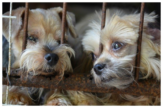 humane society releases 8216 horrible hundred 8217 puppy mill list