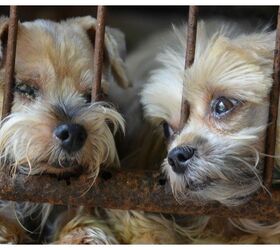 Humane Society Releases ‘Horrible Hundred’ Puppy Mill List PetGuide