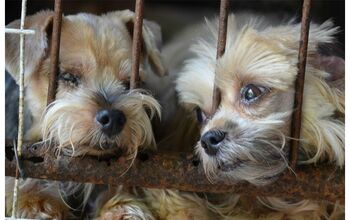 Humane Society Releases ‘Horrible Hundred’ Puppy Mill List