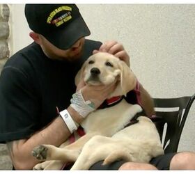 Veteran’s PTSD Service Dog Banned at VA Hospital