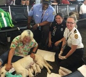 service dog gives birth to 8 puppies in tampa airport terminal