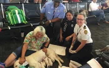 Service Dog Gives Birth To 8 Puppies In Tampa Airport Terminal