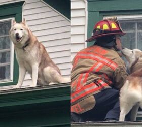 dog stuck on roof has lots of love for his rescuer video