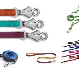 Best Leashes For Your Pomsky