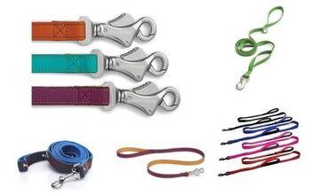 Best Leashes For Your Pomsky