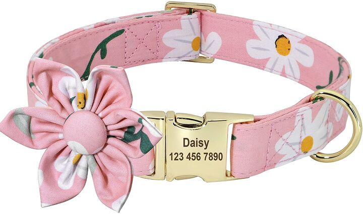 best collars for shorkies