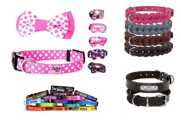 best collars for bernedoodles