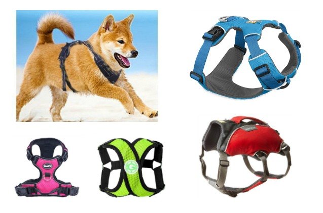 best harnesses for miniature huskies