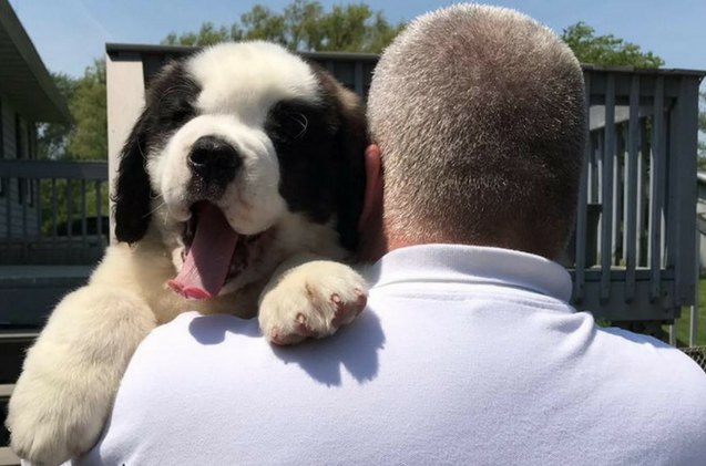 officer donut sworn in as a police comfort dog and hes the cutest