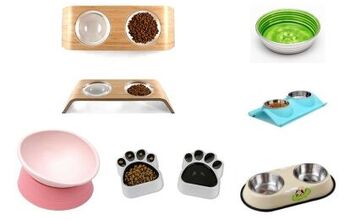 Best Bowls For Shorkies