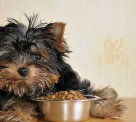 Dave’s Pet Food Recalls Canned Beef Food Due To Elevated Thyroid Hor